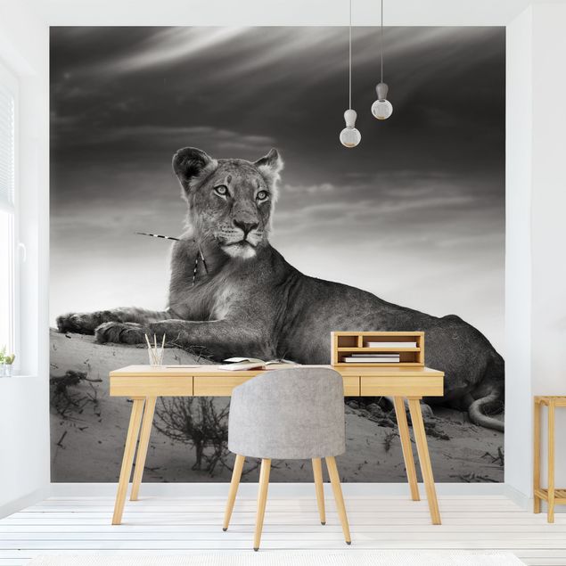 Fototapet sort og hvid Resting Lion