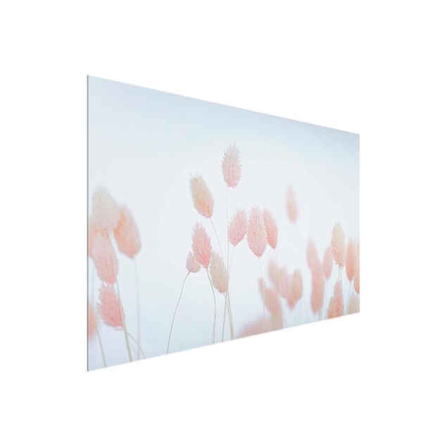 Billeder blomster Grass Tips In Pale Pink