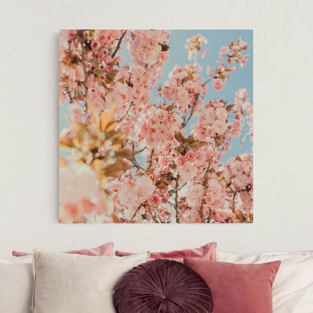 Billeder på lærred blomster Pink Cherry Blossoms Galore