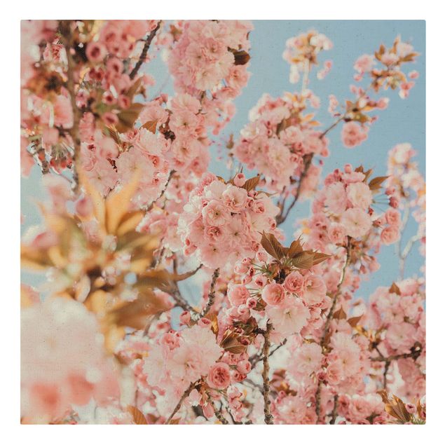 Billeder lyserød Pink Cherry Blossoms Galore