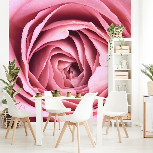 Tapet landlig Pink Rose Blossom