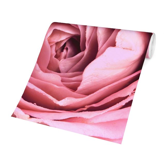 Tapet moderne Pink Rose Blossom