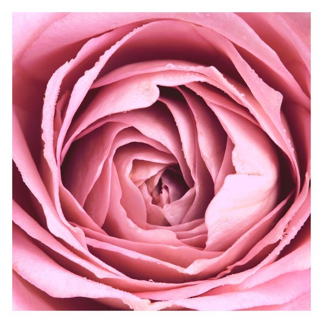 Tapet lyserød Pink Rose Blossom