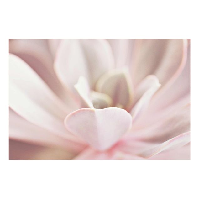 Billeder lyserød Light Pink Succulent Flower