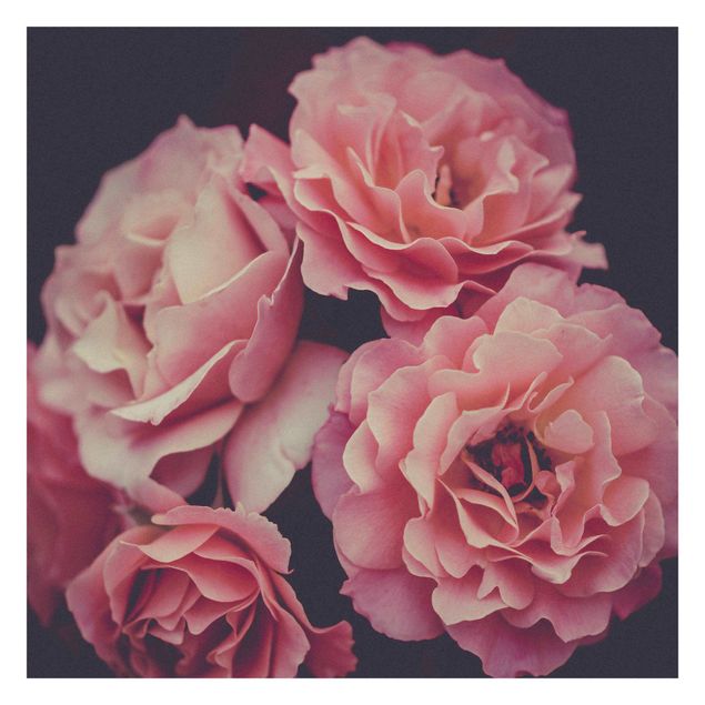 Fototapet lyserød Paradisical Roses