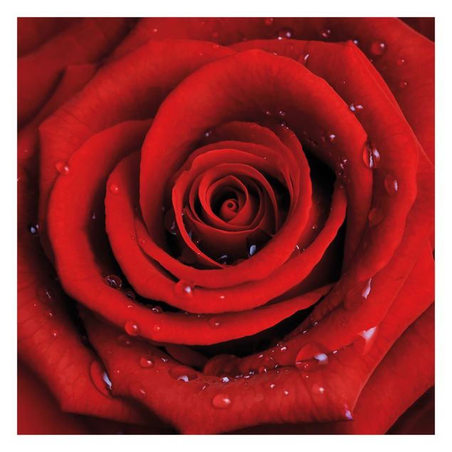 Tapet Red Rose With Water Drops
