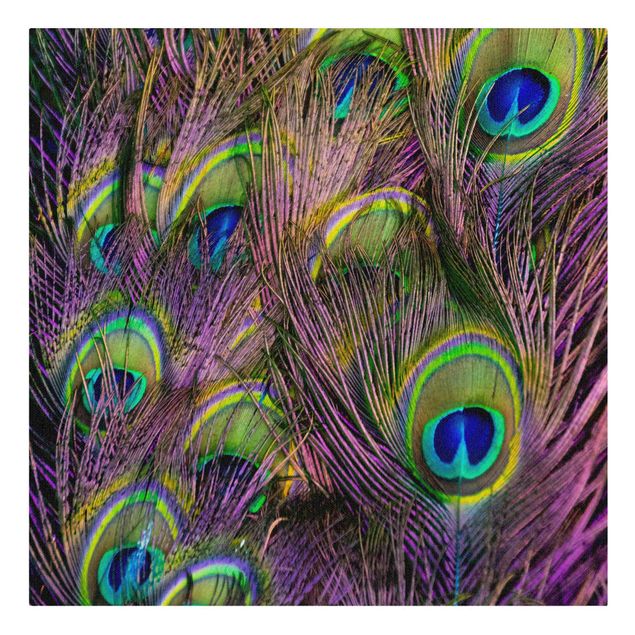 Billeder Iridescent Paecock Feathers