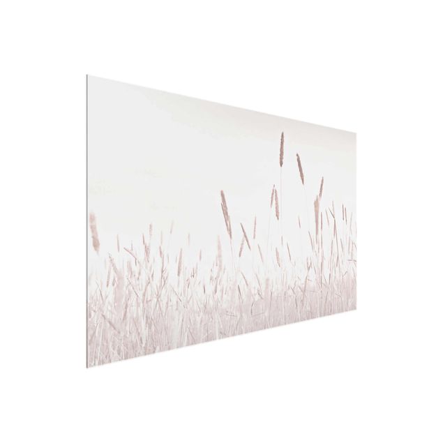 Billeder blomster Summerly Reed Grass
