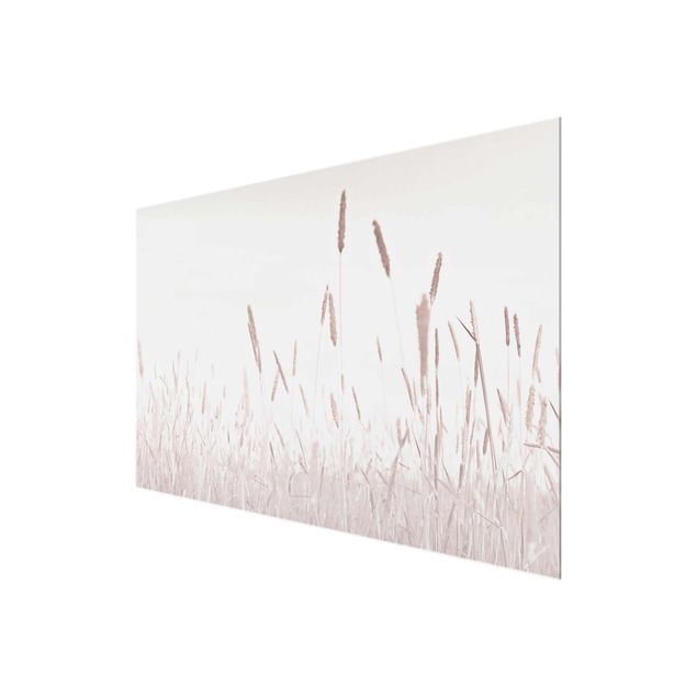 Billeder Summerly Reed Grass