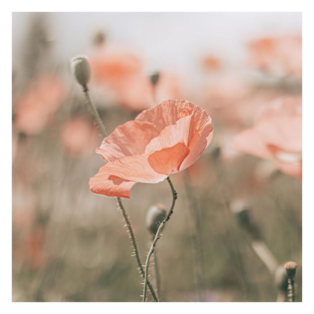 Rød tapet Sun-Kissed Poppy Fields