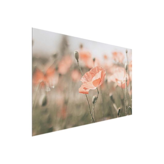 Glasbilleder blomster Sun-Kissed Poppy Fields