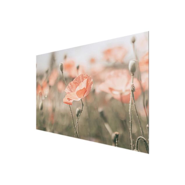 Billeder blomster Sun-Kissed Poppy Fields
