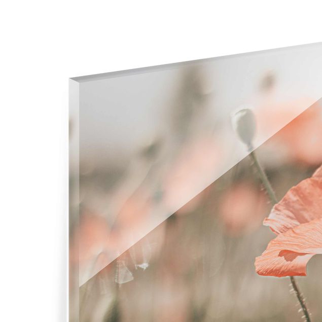 Billeder rød Sun-Kissed Poppy Fields