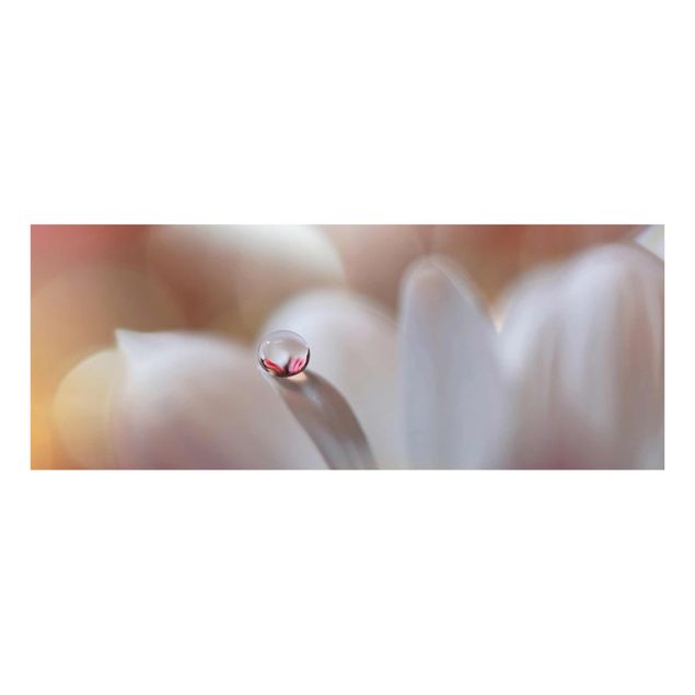 Billeder lyserød Dewdrops On Pink Blossom