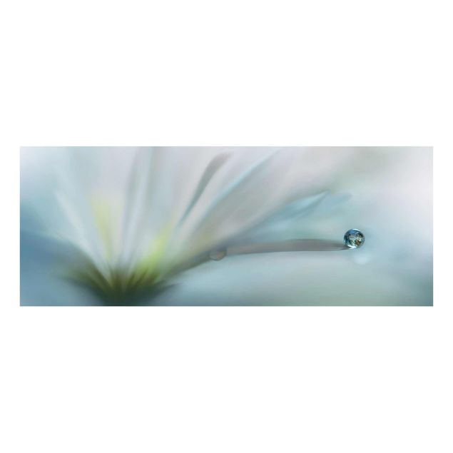Billeder blå Dewdrops On White Blossom