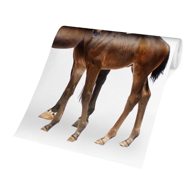 Tapet brun Trakehner Mare & Foal