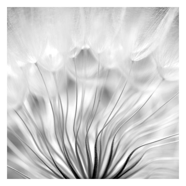 Tapet Beautiful Dandelion Black And White