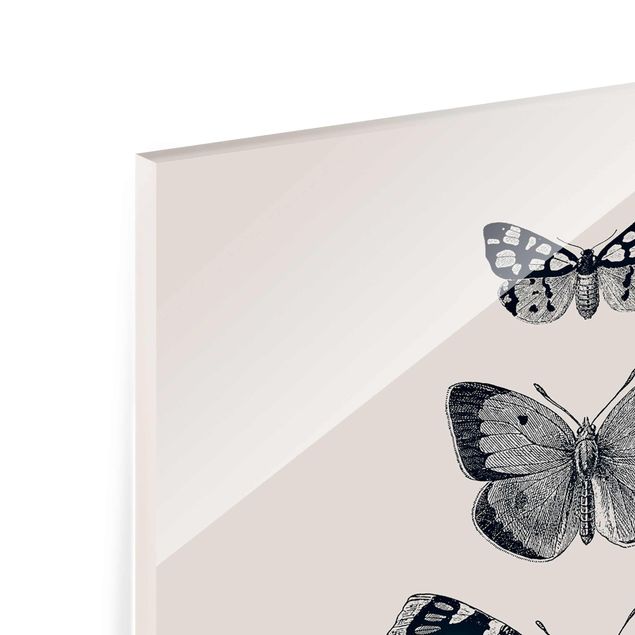 Billeder Monika Strigel Ink Butterflies On Beige Backdrop