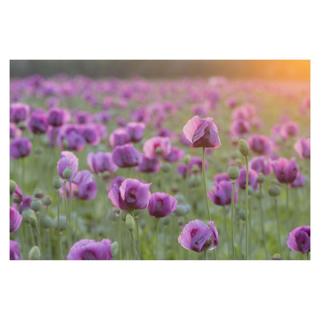 Tapet Purple Poppy Flower Meadow In Spring