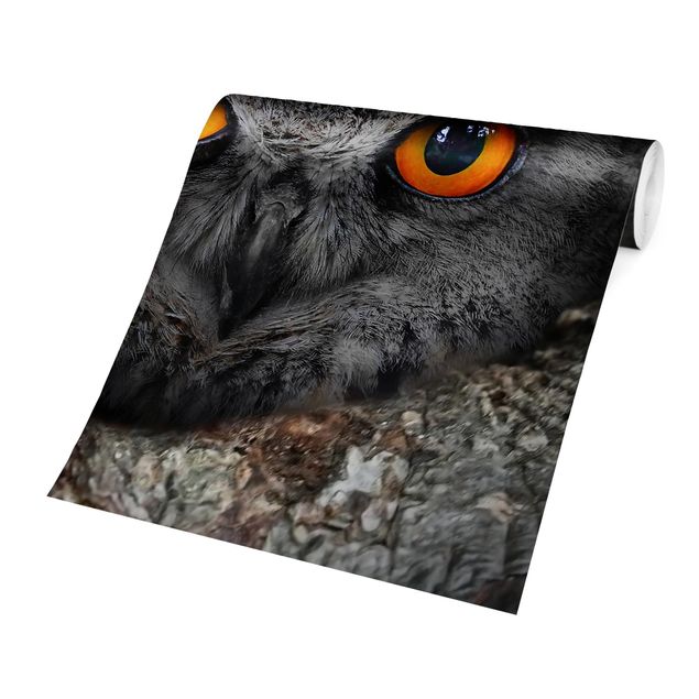 Fototapet grå Watching Owl