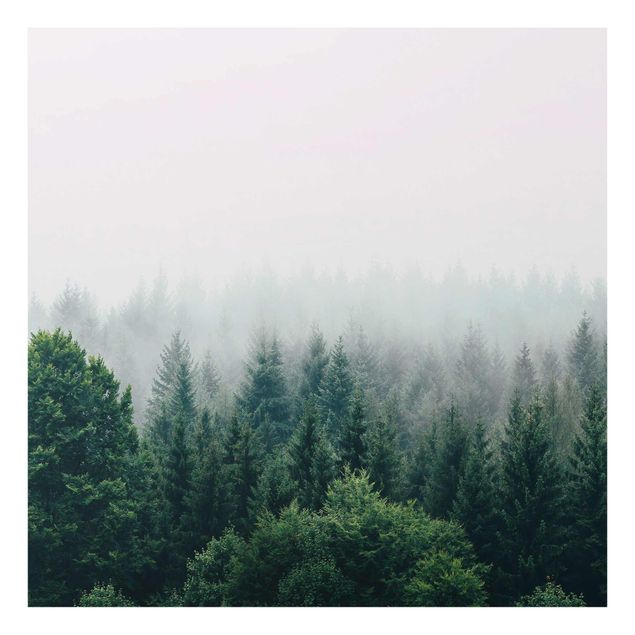 Billeder natur Foggy Forest Twilight