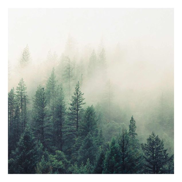 Billeder natur Foggy Forest Awakening