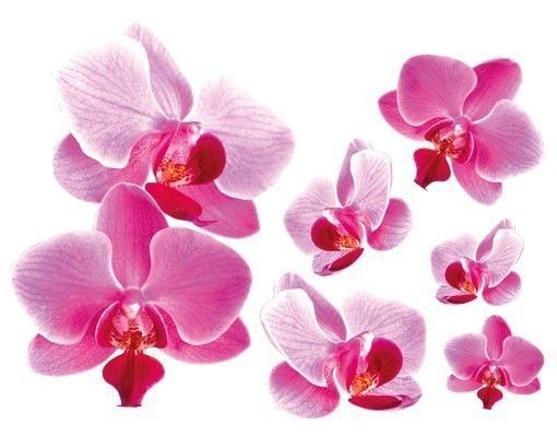 Wallstickers orkideer Pink Orchid
