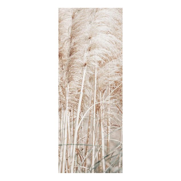 Billeder Monika Strigel Warm Pampas Grass In Summer