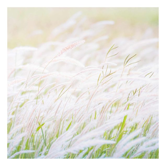 Billeder Soft Grasses