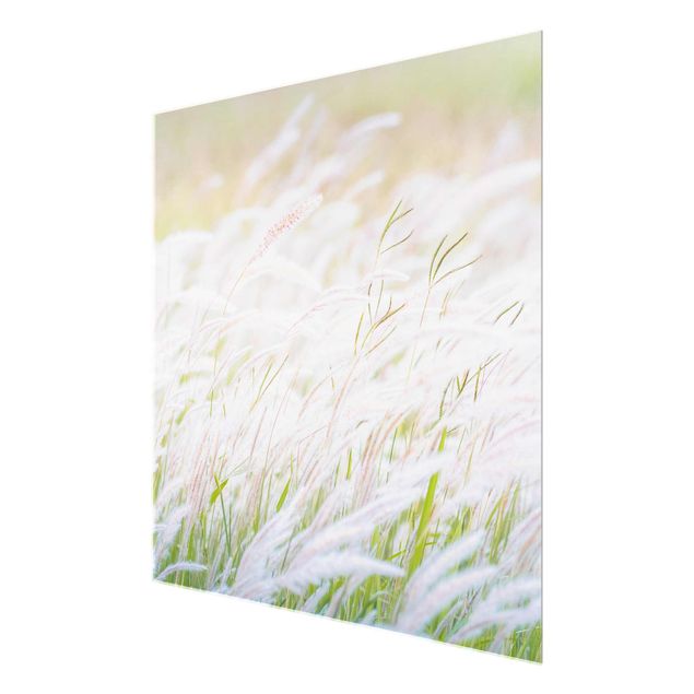 Glas magnettavla Soft Grasses