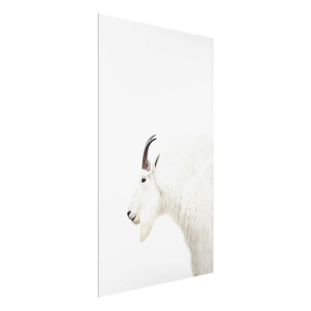 Glasbilleder dyr White Mountain Goat