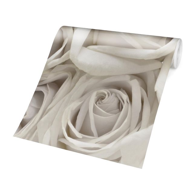 Fototapet hvid White Roses