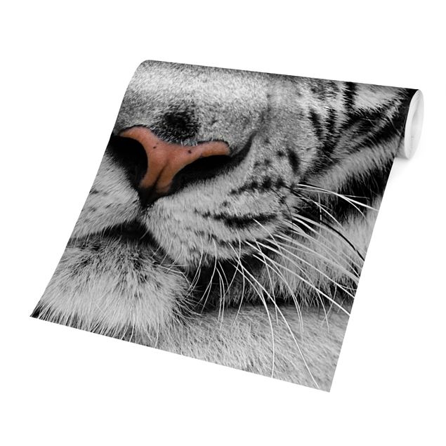 Fototapet sort og hvid White Tiger