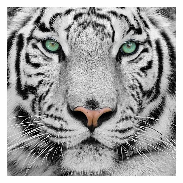 Dyre tapet White Tiger