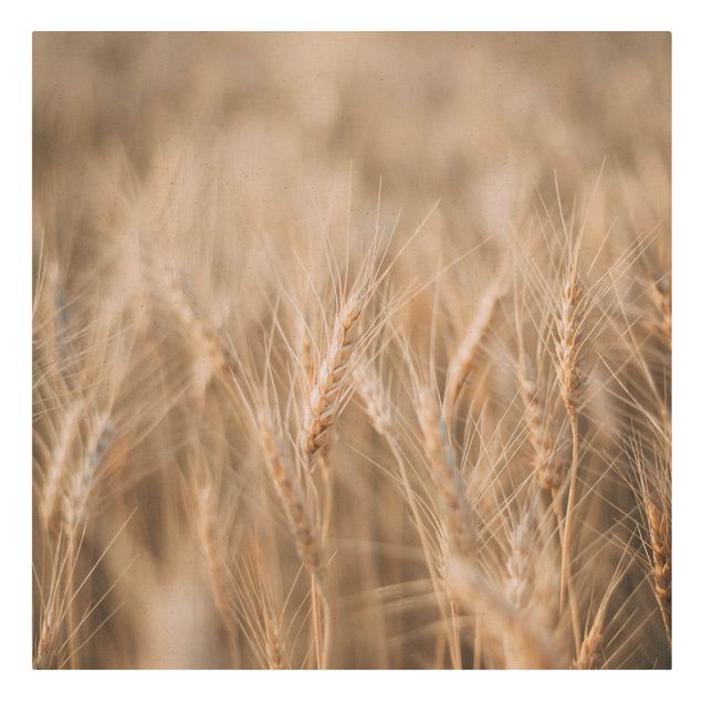 Billeder Wheat Field