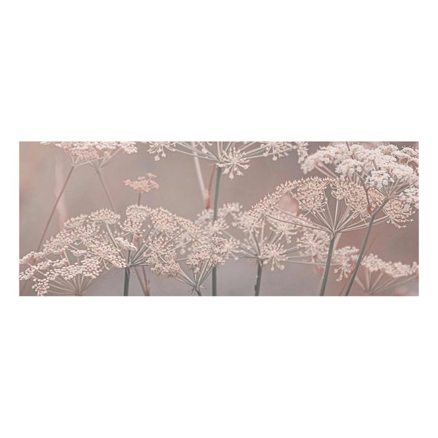 Billeder lyserød Wild Apiaceae