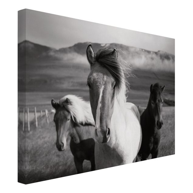 Billeder på lærred sort og hvid Wild Horses Black And White