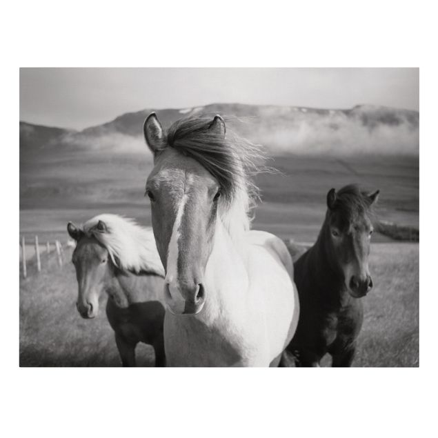 Billeder på lærred dyr Wild Horses Black And White