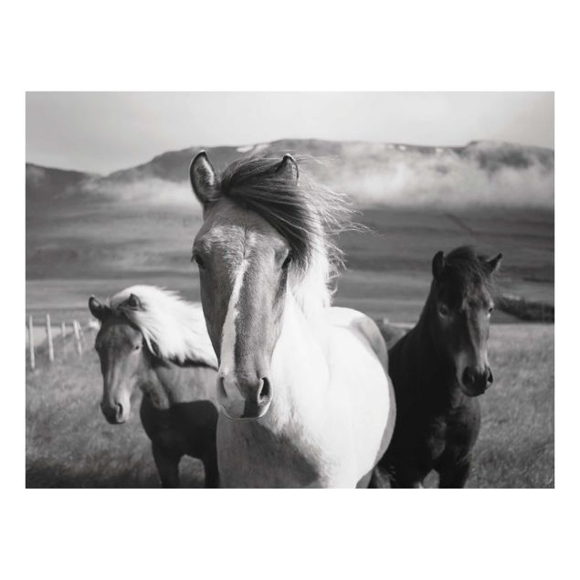 Billeder moderne Wild Horses Black And White