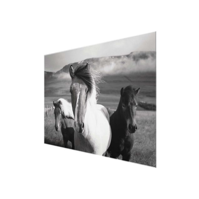 Billeder sort og hvid Wild Horses Black And White