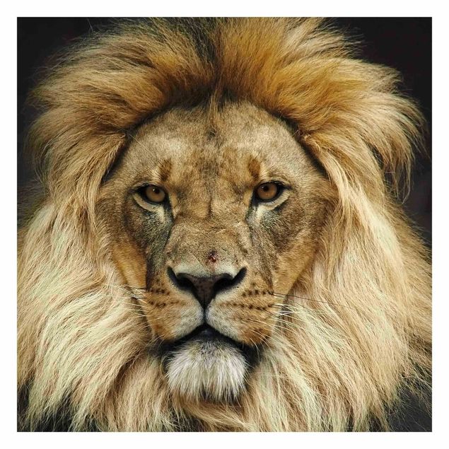 Tapet Wisdom Of Lion