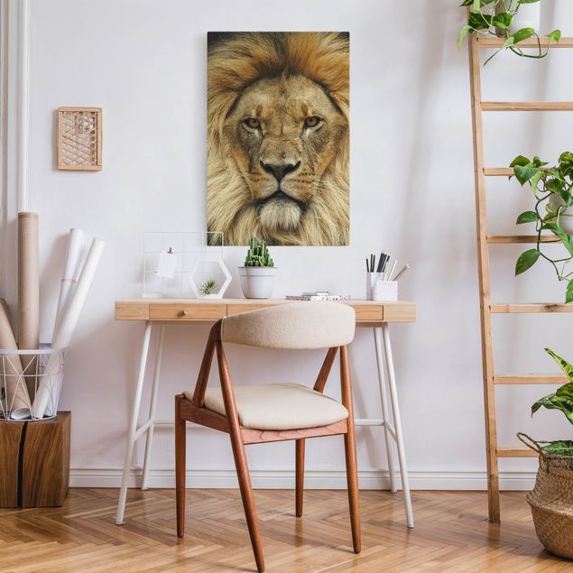 Billeder lions Wisdom of Lion