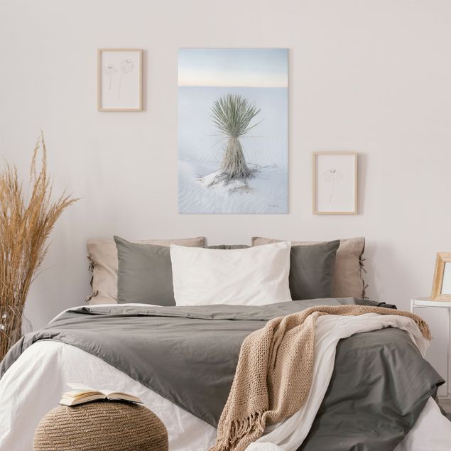 Billeder landskaber Yucca palm in white sand