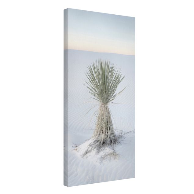 Billeder på lærred landskaber Yucca palm in white sand