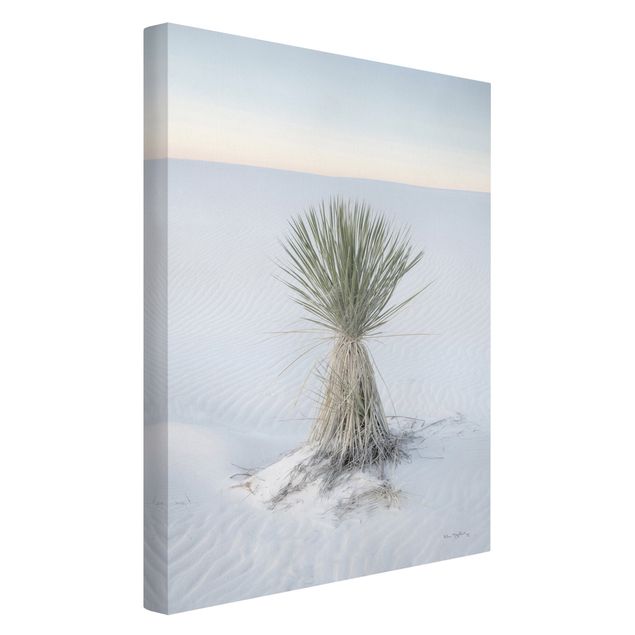 Billeder på lærred landskaber Yucca palm in white sand