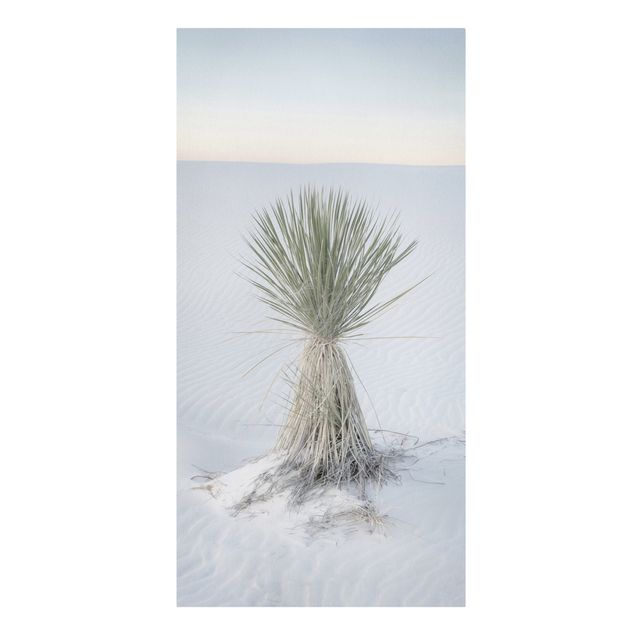 Billeder natur Yucca palm in white sand