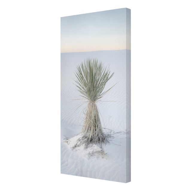 Billeder moderne Yucca palm in white sand