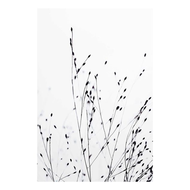 Billeder sort og hvid Soft Grasses In Nearby Shadow