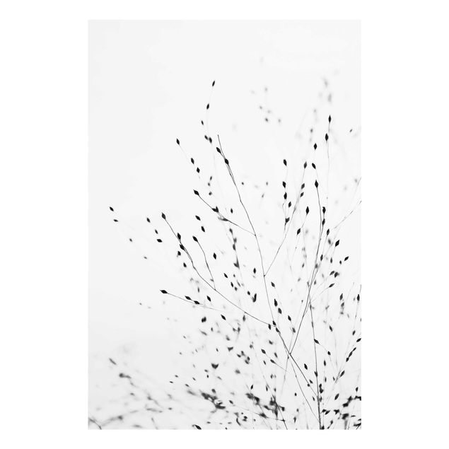 Billeder sort og hvid Soft Grasses In Shadow
