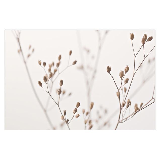 Billeder Monika Strigel Delicate Buds On A Wildflower Stem